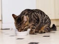 Cat with tiger style fur pattern eating food from a white bowl in a kitchen Royalty Free Stock Photo