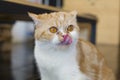 Cat Tongue Royalty Free Stock Photo
