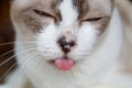 Cat tongue hanging out ,Signs of dental disease