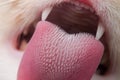 Cat tongue texture Royalty Free Stock Photo