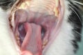 Cat tongue in openned mouth