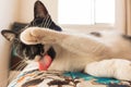 Cat with tongue out and paw on face Royalty Free Stock Photo