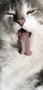 Cat tongue stick out Royalty Free Stock Photo