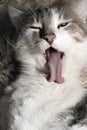 Cat tongue stick out Royalty Free Stock Photo