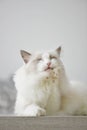 Cat toothache. Ragdoll in pain Royalty Free Stock Photo