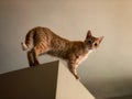 Cat on top Royalty Free Stock Photo