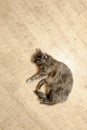 Cat top view lying on floor with copy-space