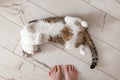 Cat top view lying on parquet floor. Girl& x27;s legs and pet Royalty Free Stock Photo