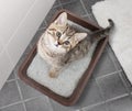 Cat top view sitting in litter box on bathroom floor Royalty Free Stock Photo