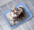 Cat top view sitting in litter box on bathroom floor Royalty Free Stock Photo