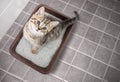Cat top view sitting in litter box with sand on bathroom floor Royalty Free Stock Photo