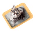 Cat top view sitting in yellow litter box isolated