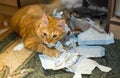 The cat plays with the torn sheets of the book