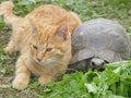 Friendly cat and turtle