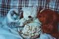 Cat and toy bears eat popcorn in front of the TV.