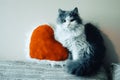 Cat with toy heart. Gray kitten holds red heart