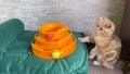 Cat toy. Llittle red ginger striped kitten playing with cat toy on green cat bed. Cat catching balls. Royalty Free Stock Photo