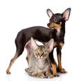 cat and toy-terrier puppy together. looking at camera. Royalty Free Stock Photo