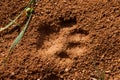 Cat Track in Wet Mud Royalty Free Stock Photo