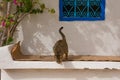 Cat on a traditional, bleached, stone bench in the street of Houmt Souk, Djerba, Tunisie Royalty Free Stock Photo