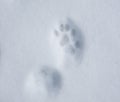Cat trail on snow Royalty Free Stock Photo