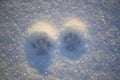 Cat trail on the snow surface Royalty Free Stock Photo