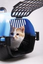 Cat in transport box Royalty Free Stock Photo
