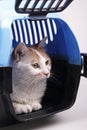 Cat in transport box Royalty Free Stock Photo