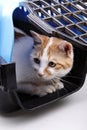 Cat in transport box Royalty Free Stock Photo