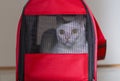 Cat transporter Royalty Free Stock Photo