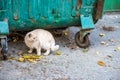 Cat trash can Royalty Free Stock Photo
