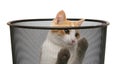 Cat in trash Royalty Free Stock Photo