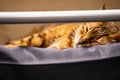 Cat travelling by train. Cute cat lying by upper berth. Journey with pet concept