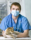 cat treated by veterinarian Royalty Free Stock Photo