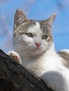 Cat on a tree against the blue sky Royalty Free Stock Photo