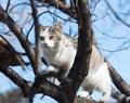 Cat on a tree against the blue sky Royalty Free Stock Photo