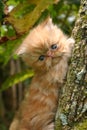 Cat in the tree