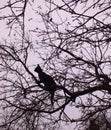 Cat in a tree