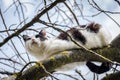 Cat on a tree among the branches looking for prey Royalty Free Stock Photo