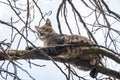 Cat on a tree among the branches looking for prey Royalty Free Stock Photo