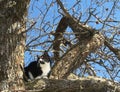 Cat on the tree