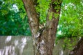 Cat in a Tree with a comfortable spot to birdwatch Royalty Free Stock Photo