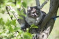 Cat in tree