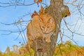 Cat in a Tree Looking For Prey Royalty Free Stock Photo