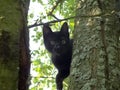 Cat on the tree