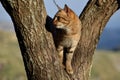 The cat on the tree