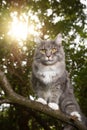 Cat on tree in sunlight Royalty Free Stock Photo