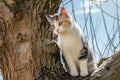 Cat on a tree on sunny day