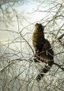 Cat on a tree in winter