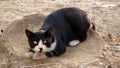 Cat on treestump